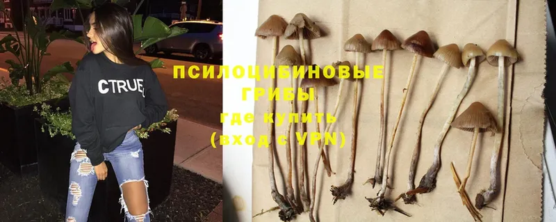 Псилоцибиновые грибы Cubensis  блэк спрут ONION  Заринск 